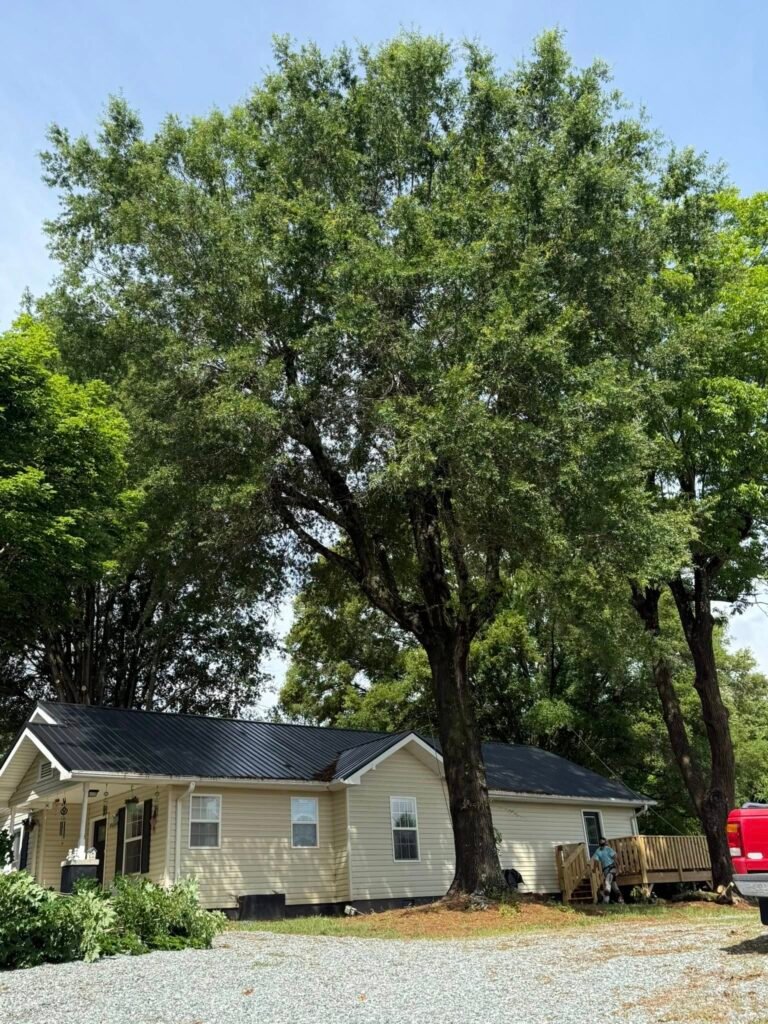 tree trimming dangers of diy tree removal