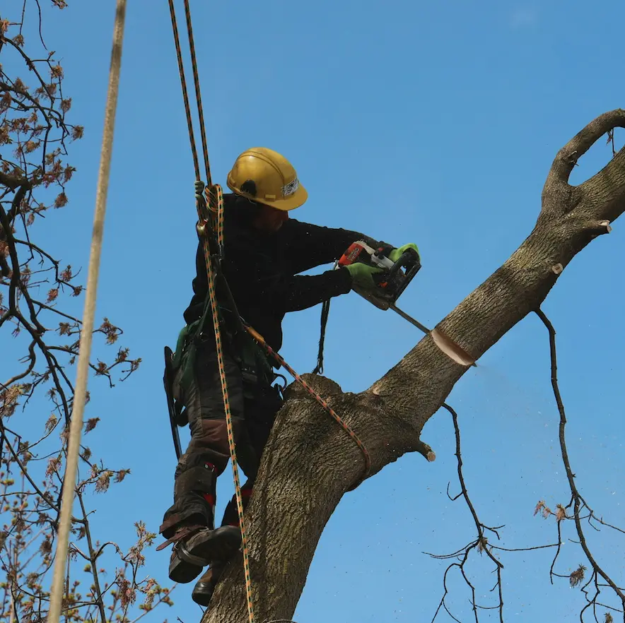 tree removal in rtp | tree removal services raleigh | best tree company
