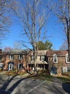 Tree Trimming in Holly Springs Tree Trimming in Garner Tree Trimming in Morrisville Tree Trimming in Apex Tree Trimming in Cary Tree Trimming in Lexington Tree Trimming in Kernersville Tree Trimming in Asheboro Tree Trimming in Thomasville Tree Trimming in Burlington Tree Trimming in High Point Tree Trimming in Winston-Salem Tree Trimming in Greensboro services about nc tree Emergency tree removal in Raleigh NC Tree trimming services in Greensboro NC Professional tree cutting in Lexington NC Storm damage tree cleanup Raleigh North Carolina Residential tree removal Greensboro NC Stump grinding services Lexington NC Yard grading and leveling Raleigh NC Fallen tree removal Greensboro North Carolina Tree pruning for homes in Lexington NC Emergency storm cleanup Raleigh area Land grading contractors Greensboro NC Tree service company in Lexington North Carolina Residential stump removal Raleigh NC Tree cutting near Greensboro NC Storm cleanup and debris removal Lexington NC