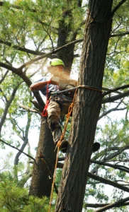 raleigh tree removal best tree service in raleigh