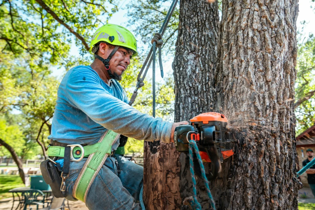 tree services in raleigh nc tree removal in lexington nc dangerous tree removal in lexington and greensboro nc
